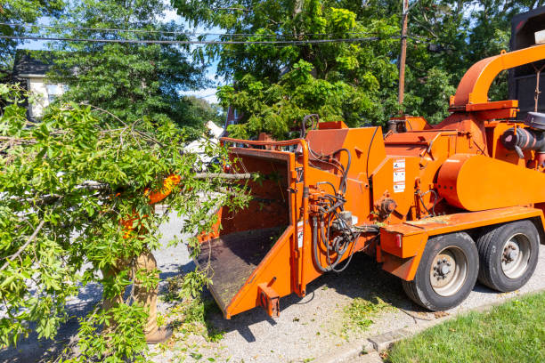 Best Tree Trimming Near Me  in Pleasant View, UT